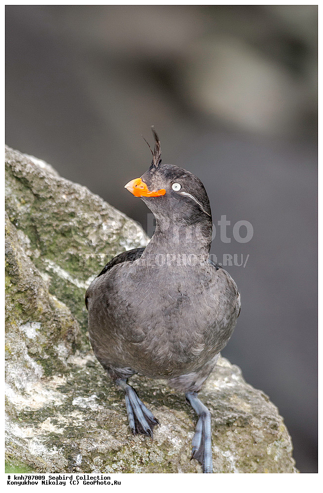 ����������� ������� ��������, ������, ���, ����� �����, ��������� ����, ������� ���������, ������ ������� �������, ��������, ��������, ��������, �����������, ������� �����, ������� �����, �����, �����, DONE, ����������, Alcidae, ������� ������, Aethia cristatella, XYZ