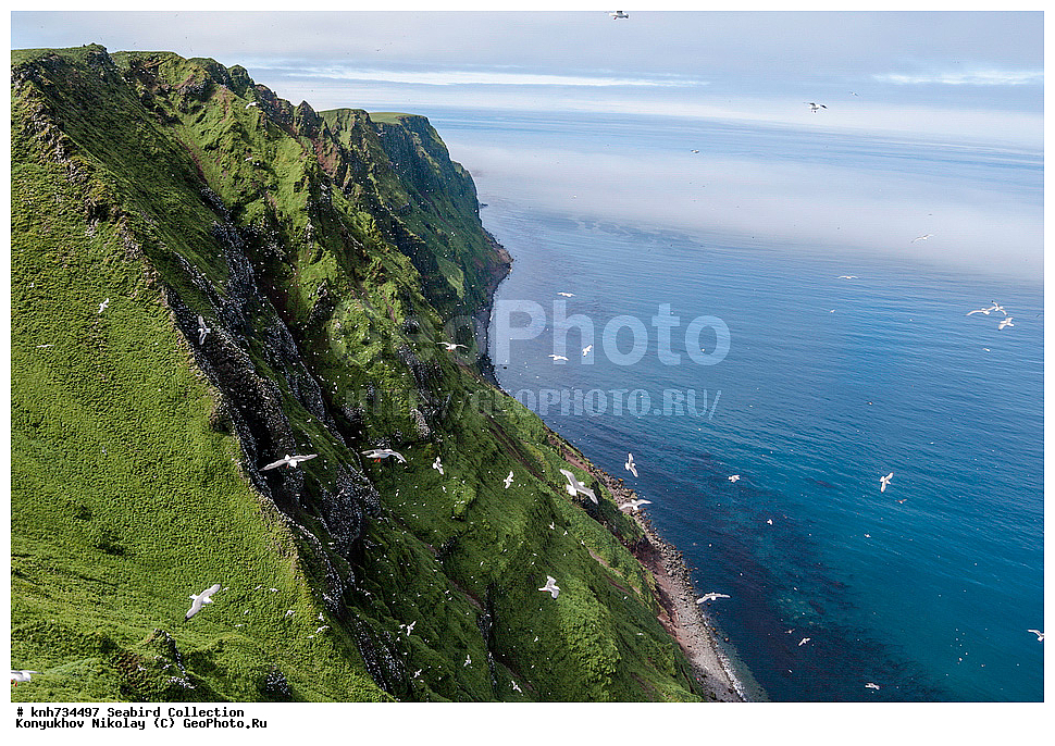 ����������� ������� ��������, ������, ���, ����� �����, ��������� ����, ������� ���������, ������ ������� �������, ��������, ��������, ��������, �����������, ������� �����, ������� �����, �����, �����, DONE, ��������, Laridae, ���������, ����������� ���������, Rissa brevirostris, �������, XYZ