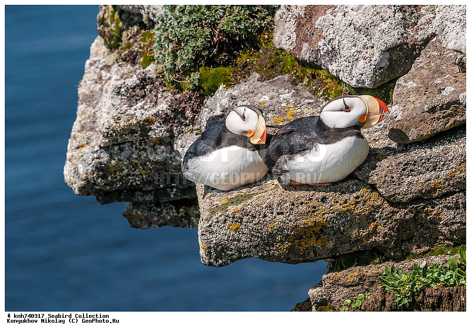 ����������� ������� ��������, ������, ���, ����� �����, ��������� ����, ������� ���������, ������ ������� �������, ��������, ��������, ��������, �����������, ������� �����, ������� �����, �����, �����, DONE, ����������, Alcidae, ������, ������������� �������, ������������� �����, Fratercula corniculata, XYZ