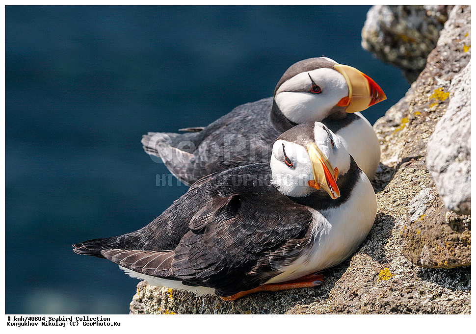 ����������� ������� ��������, ������, ���, ����� �����, ��������� ����, ������� ���������, ������ ������� �������, ��������, ��������, ��������, �����������, ������� �����, ������� �����, �����, �����, DONE, ����������, Alcidae, ������, ������������� �������, ������������� �����, Fratercula corniculata, XYZ