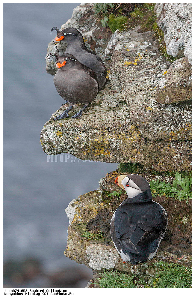 ����������� ������� ��������, ������, ���, ����� �����, ��������� ����, ������� ���������, ������ ������� �������, ��������, ��������, ��������, �����������, ������� �����, ������� �����, �����, �����, DONE, ����������, Alcidae, ������, ������������� �������, ������������� �����, Fratercula corniculata, ������� ������, Aethia cristatella, XYZ