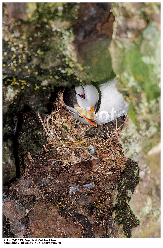 ����������� ������� ��������, ������, ���, ����� �����, ��������� ����, ������� ���������, ������ ������� �������, ��������, ��������, ��������, �����������, ������� �����, ������� �����, �����, �����, DONE, ����������, Alcidae, ������, ������������� �������, ������������� �����, Fratercula corniculata, XYZ