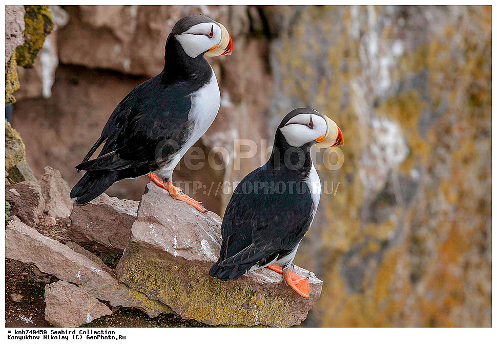 ����������� ������� ��������, ������, ���, ����� �����, ��������� ����, ������� ���������, ������ ������� �������, ��������, ��������, ��������, �����������, ������� �����, ������� �����, �����, �����, DONE, ����������, Alcidae, ������, ������������� �������, ������������� �����, Fratercula corniculata, XYZ