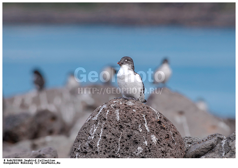 ����������� ������� ��������, ������, ���, ����� �����, ��������� ����, ������� ���������, ������ ������� �������, ��������, ��������, ��������, �����������, ������� �����, ������� �����, �����, �����, DONE, ����������, Alcidae, ������-������, ��������� ������, Aethia pusilla, ����, XYZ