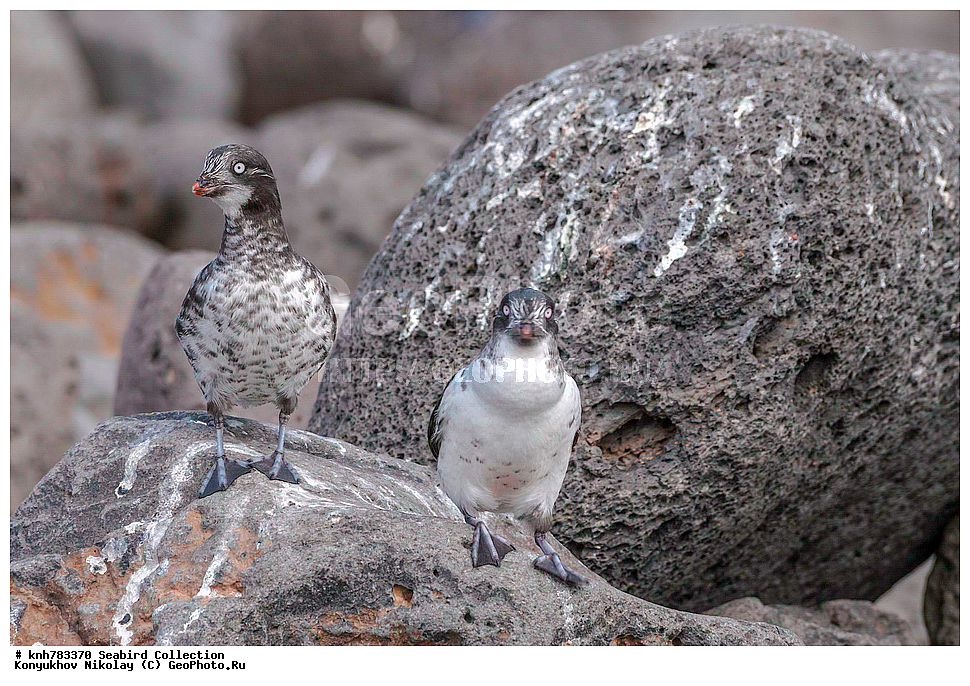 ����������� ������� ��������, ������, ���, ����� �����, ��������� ����, ������� ���������, ������ ������� �������, ��������, ��������, ��������, �����������, ������� �����, ������� �����, �����, �����, DONE, ����������, Alcidae, ������-������, ��������� ������, Aethia pusilla, ����, XYZ