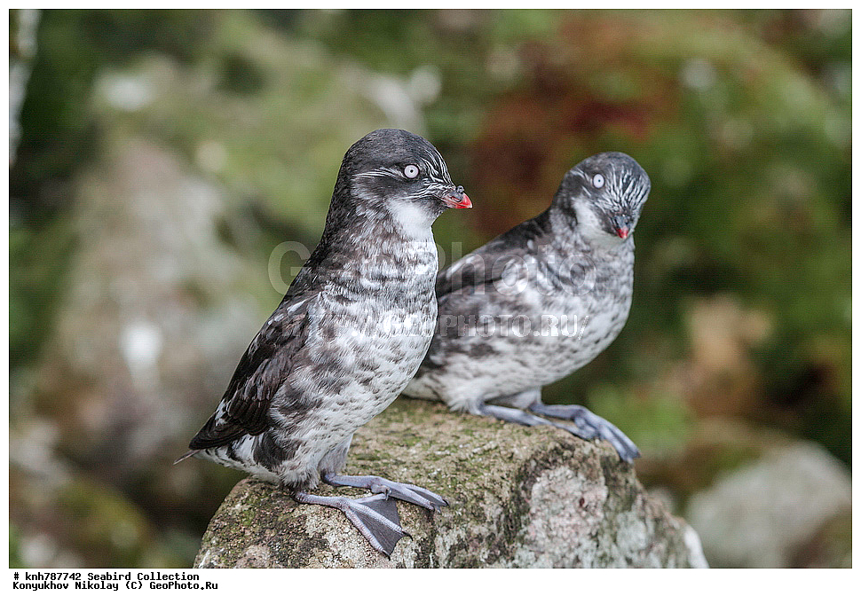 ����������� ������� ��������, ������, ���, ����� �����, ��������� ����, ������� ���������, ������ ������� �������, ��������, ��������, ��������, �����������, ������� �����, ������� �����, �����, �����, DONE, ����������, Alcidae, ������-������, ��������� ������, Aethia pusilla, ����, XYZ