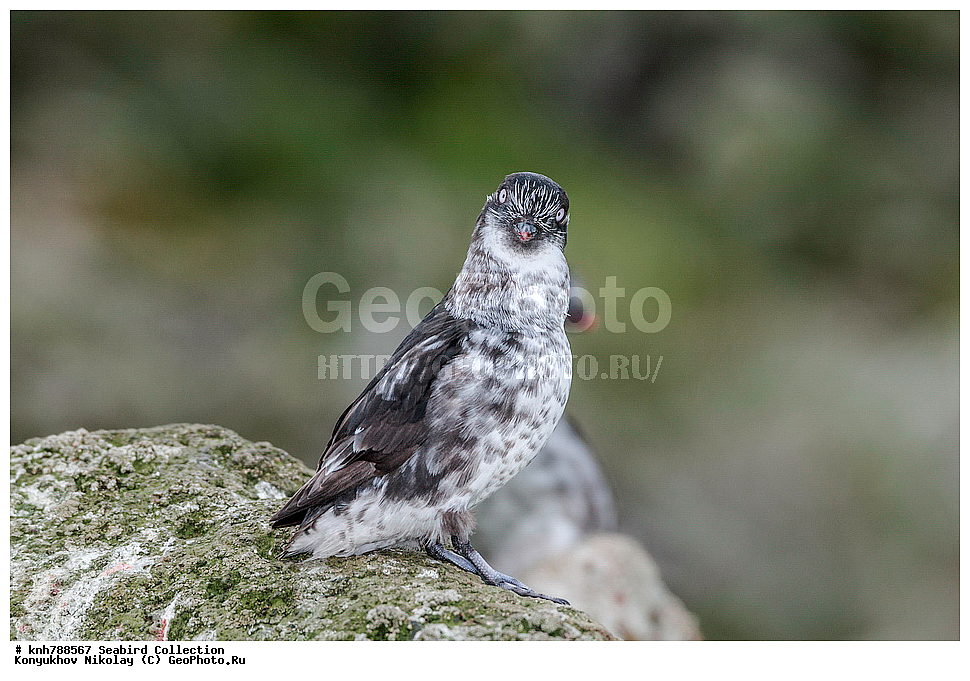 ����������� ������� ��������, ������, ���, ����� �����, ��������� ����, ������� ���������, ������ ������� �������, ��������, ��������, ��������, �����������, ������� �����, ������� �����, �����, �����, DONE, ����������, Alcidae, ������-������, ��������� ������, Aethia pusilla, ����, XYZ