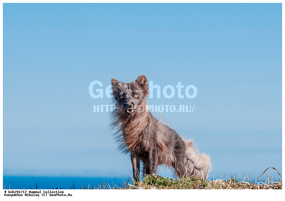 ����������� ������� ��������, ������, ���, ����� �����, ��������� ����, ������� ���������, ������ ������� �������, ��������, ��������, �������������, �������������, �����, �����, �������, ������, DONE, ������, �������, ������, Canidae, �����, �������� ������, Alopex Lagopus, Vulpes lagopus, XYZ, ����������� ����