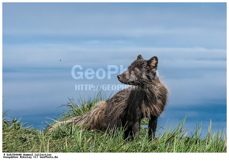 ����������� ������� ��������, ������, ���, ����� �����, ��������� ����, ������� ���������, ������ ������� �������, ��������, ��������, �������������, �������������, �����, �����, �������, ������, DONE, ������, �������, ������, Canidae, �����, �������� ������, Alopex Lagopus, Vulpes lagopus, XYZ, ����������� ����