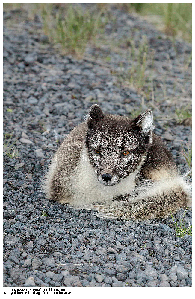 ����������� ������� ��������, ������, ���, ����� �����, ��������� ����, ������� ���������, ������ ������� �������, ��������, ��������, �������������, �������������, �����, �����, �������, ������, DONE, ������, �������, ������, Canidae, �����, �������� ������, Alopex Lagopus, Vulpes lagopus, XYZ, ����������� ����