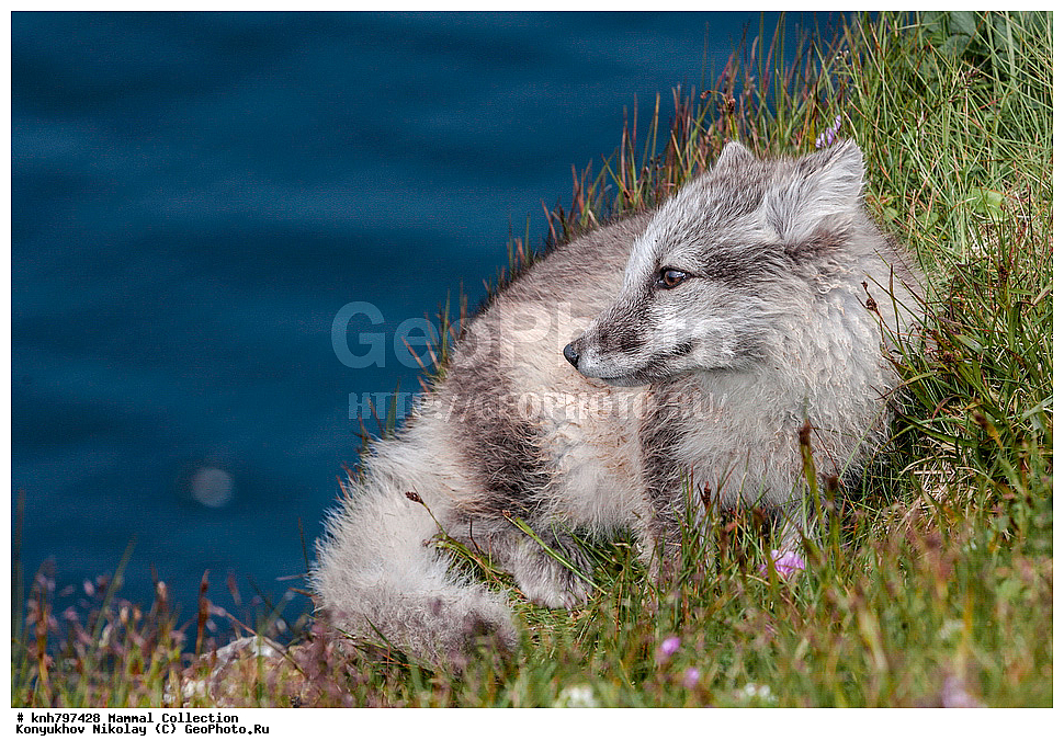 ����������� ������� ��������, ������, ���, ����� �����, ��������� ����, ������� ���������, ������ ������� �������, ��������, ��������, �������������, �������������, �����, �����, �������, ������, DONE, ������, �������, ������, Canidae, �����, �������� ������, Alopex Lagopus, Vulpes lagopus, XYZ, ����������� ����