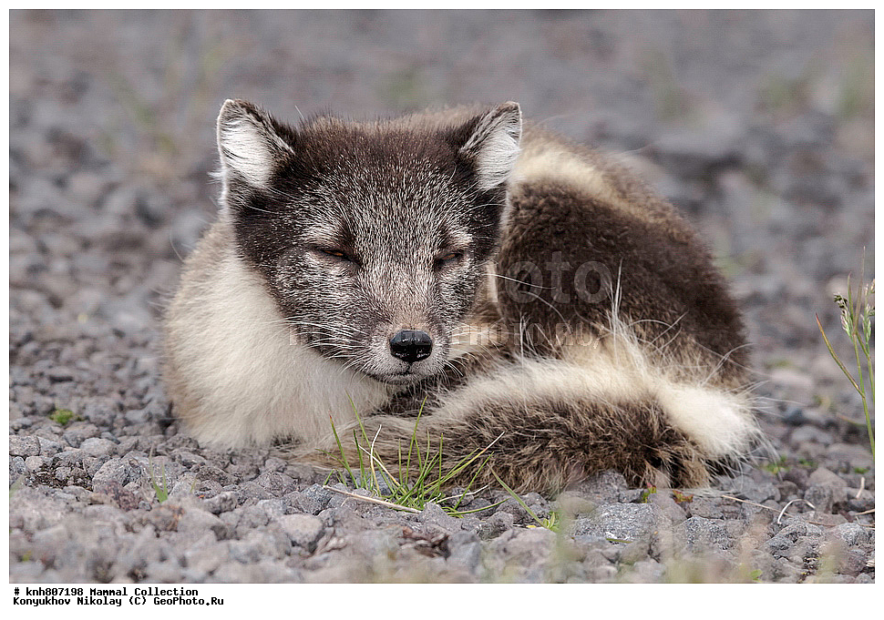 ����������� ������� ��������, ������, ���, ����� �����, ��������� ����, ������� ���������, ������ ������� �������, ��������, ��������, �������������, �������������, �����, �����, �������, ������, DONE, ������, �������, ������, Canidae, �����, �������� ������, Alopex Lagopus, Vulpes lagopus, XYZ, ����������� ����