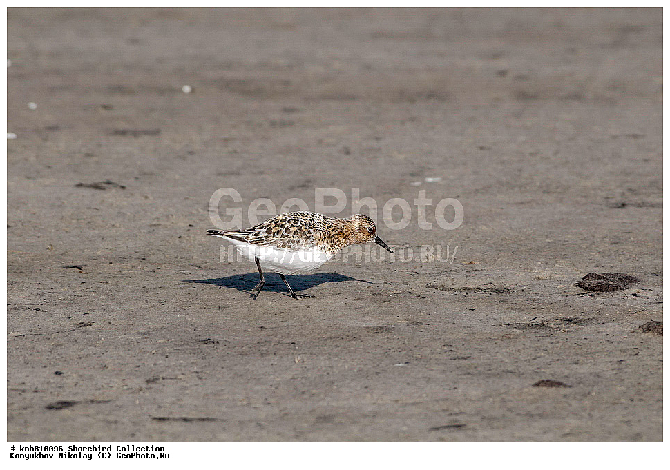 �������, ��������� ����, �������, ����������� ���������, ������������� �������, �������� ���������� �����, ������, ��������, ��������, �����, �����, ��������, �����������, �����, ������, ������� �����, ������� �����, DONE, ���������, Scolopacidae, ��������, Calidris alba, XYZ