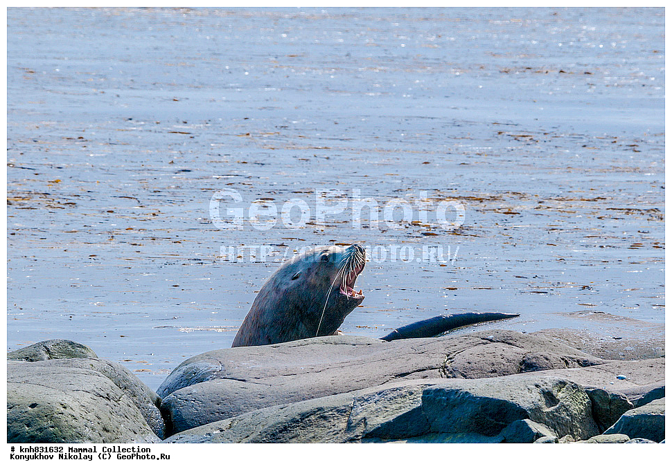 ����������� ������� ��������, ������, ���, ����� �����, ��������� ����, ������� ���������, ������ ������� �������, ��������, ��������, ������� �������������, ������� �������������, ������� �����, ������� �����, DONE, ������� ������, Otariidae, �����, �������� ������� ���, Eumetopias jubatus, XYZ