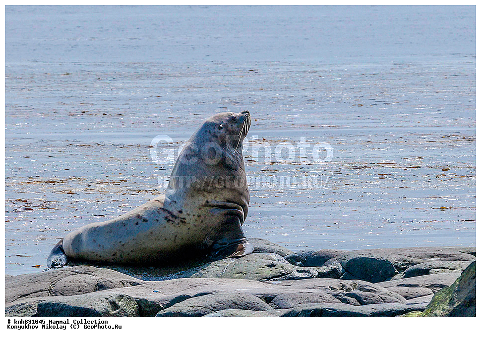 ����������� ������� ��������, ������, ���, ����� �����, ��������� ����, ������� ���������, ������ ������� �������, ��������, ��������, ������� �������������, ������� �������������, ������� �����, ������� �����, DONE, ������� ������, Otariidae, �����, �������� ������� ���, Eumetopias jubatus, XYZ