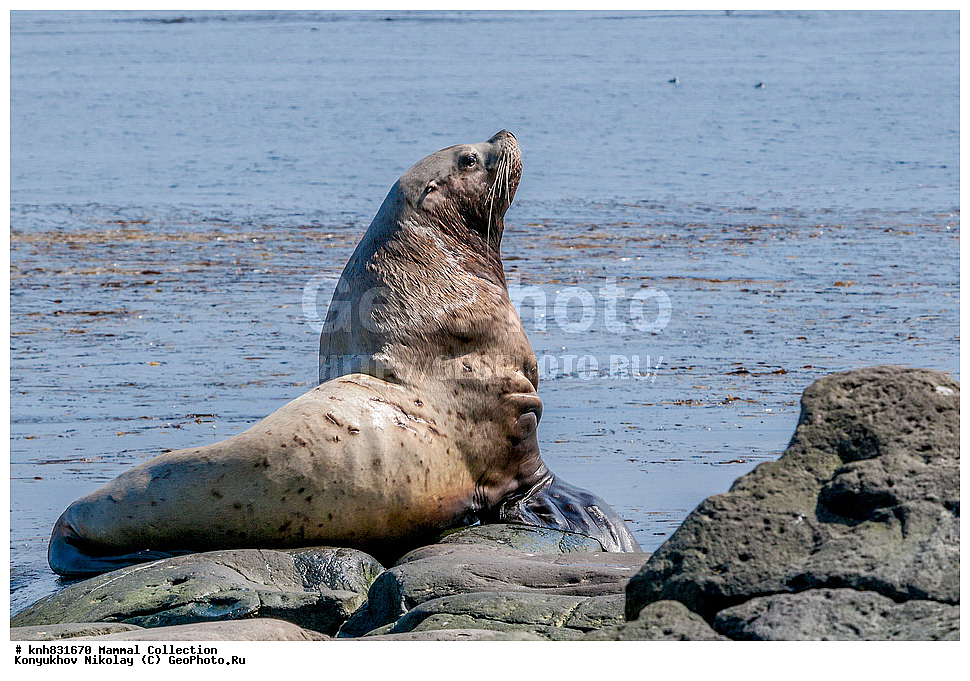 ����������� ������� ��������, ������, ���, ����� �����, ��������� ����, ������� ���������, ������ ������� �������, ��������, ��������, ������� �������������, ������� �������������, ������� �����, ������� �����, DONE, ������� ������, Otariidae, �����, �������� ������� ���, Eumetopias jubatus, XYZ