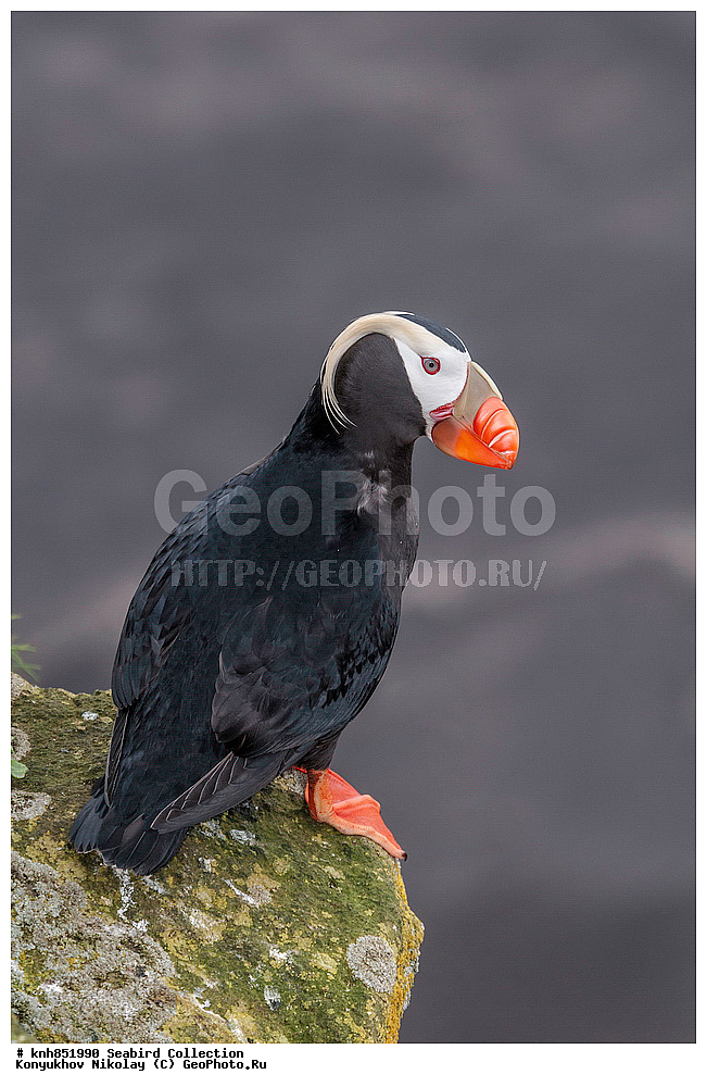 ����������� ������� ��������, ������, ���, ����� �����, ��������� ����, ������� ���������, ������ ������� �������, ��������, ��������, ��������, �����������, ������� �����, ������� �����, �����, �����, DONE, ����������, Alcidae, �������, �������, Lunda cirrhata, Fratercula cirrhata, XYZ