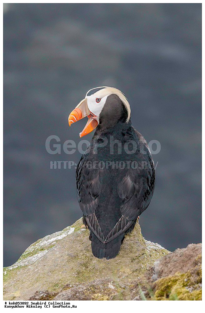 ����������� ������� ��������, ������, ���, ����� �����, ��������� ����, ������� ���������, ������ ������� �������, ��������, ��������, ��������, �����������, ������� �����, ������� �����, �����, �����, DONE, ����������, Alcidae, �������, �������, Lunda cirrhata, Fratercula cirrhata, XYZ