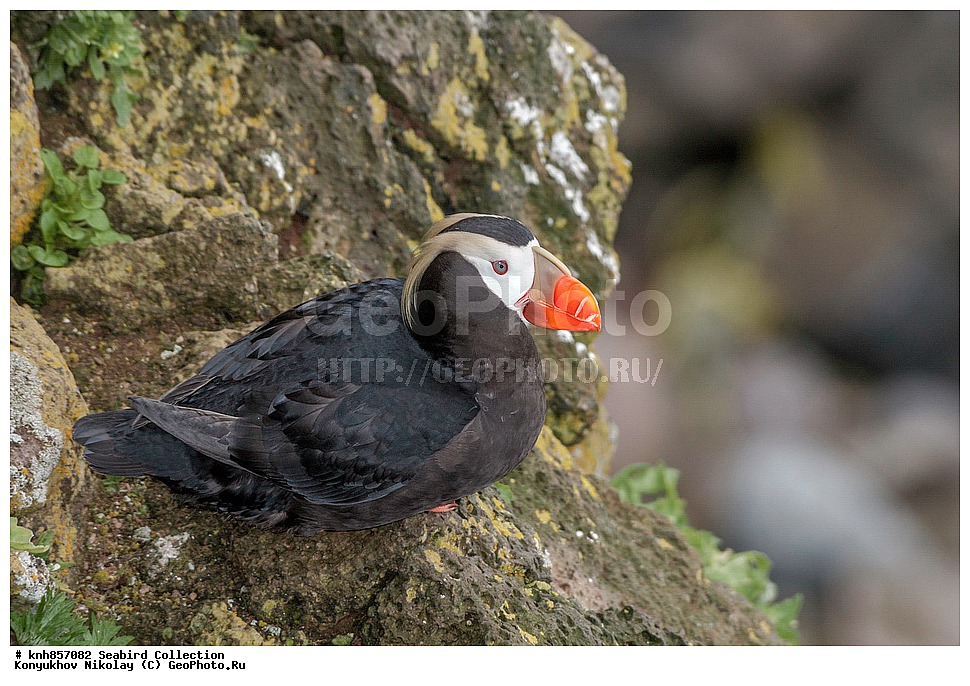 ����������� ������� ��������, ������, ���, ����� �����, ��������� ����, ������� ���������, ������ ������� �������, ��������, ��������, ��������, �����������, ������� �����, ������� �����, �����, �����, DONE, ����������, Alcidae, �������, �������, Lunda cirrhata, Fratercula cirrhata, XYZ