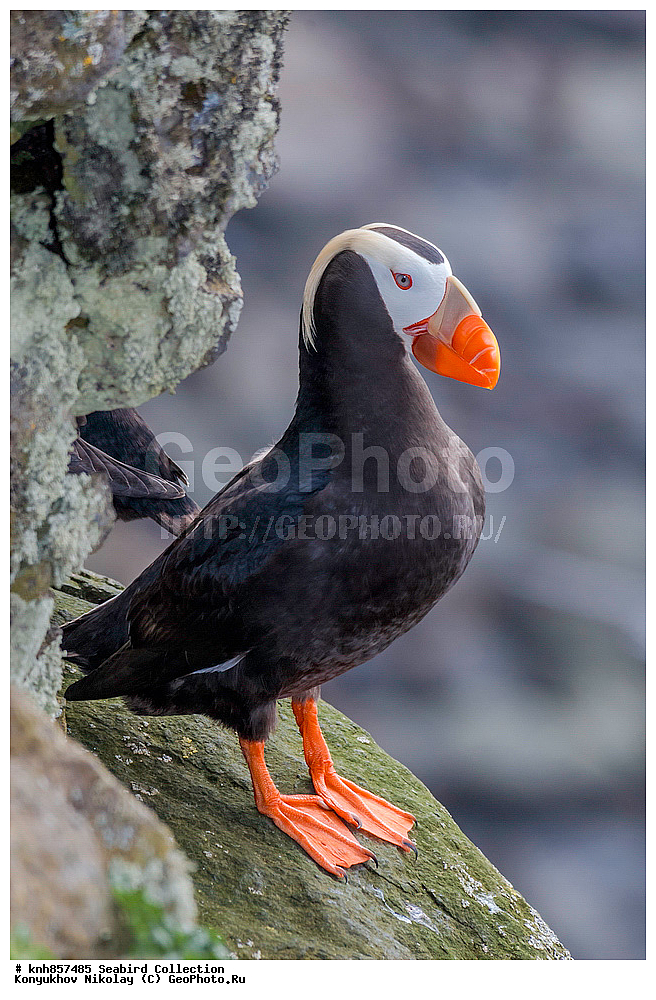 ����������� ������� ��������, ������, ���, ����� �����, ��������� ����, ������� ���������, ������ ������� �������, ��������, ��������, ��������, �����������, ������� �����, ������� �����, �����, �����, DONE, ����������, Alcidae, �������, �������, Lunda cirrhata, Fratercula cirrhata, XYZ