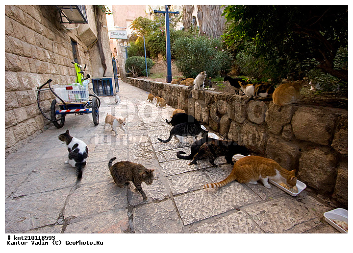 �������������������, ���������, �������, ���, ����, �����, ������, �������������, ��������� � ��������, ��������, ������