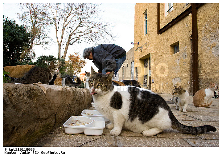 �������������������, ���������, �������, ���, ����, �����, ������, �������������, ��������� � ��������, ��������, ������