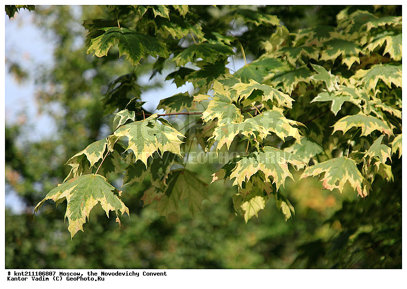 ������, ����������� ���������, ������, ������� ���������, �����, ����