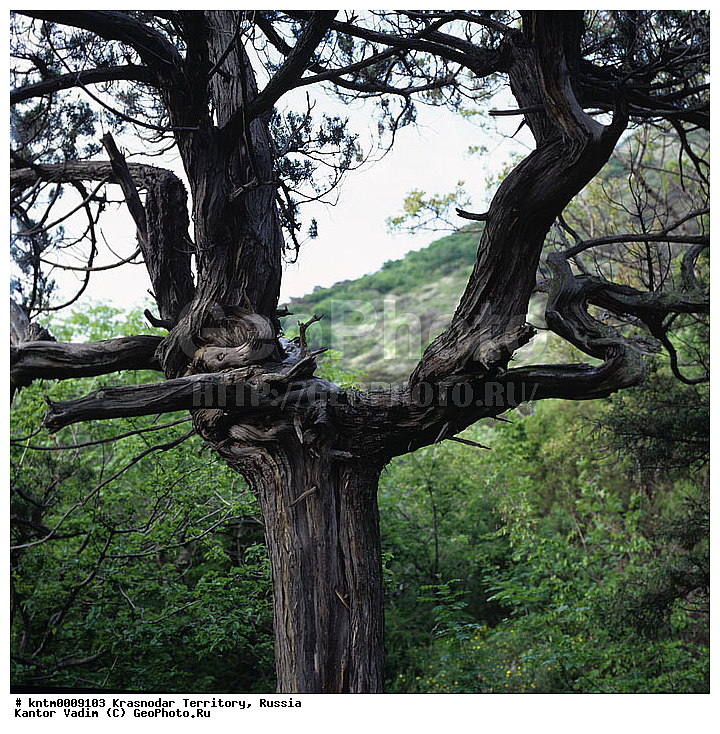 ������������� ����, ����������� ����������