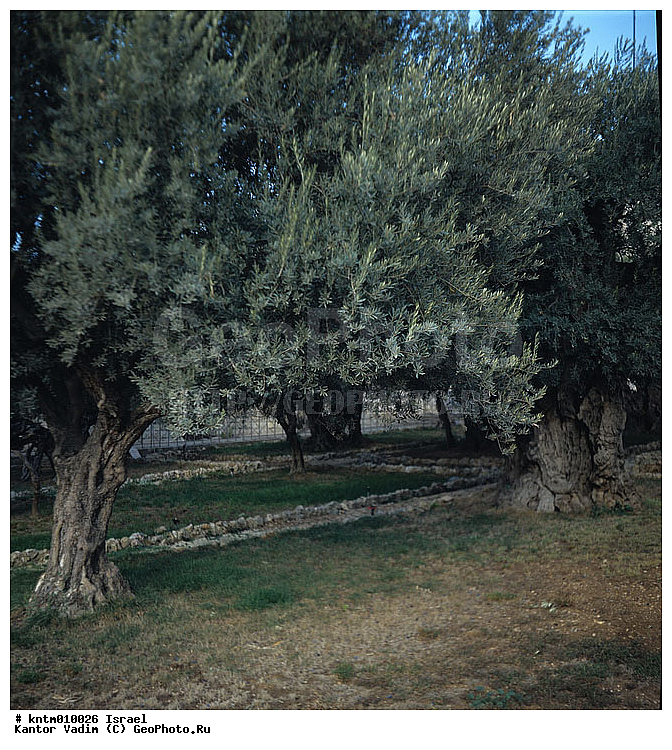 �������, �����, ������, ������� �������, ���