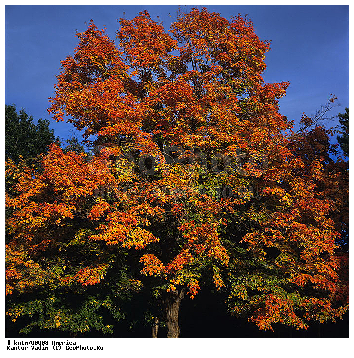 �������, ������, �����, �������, ����