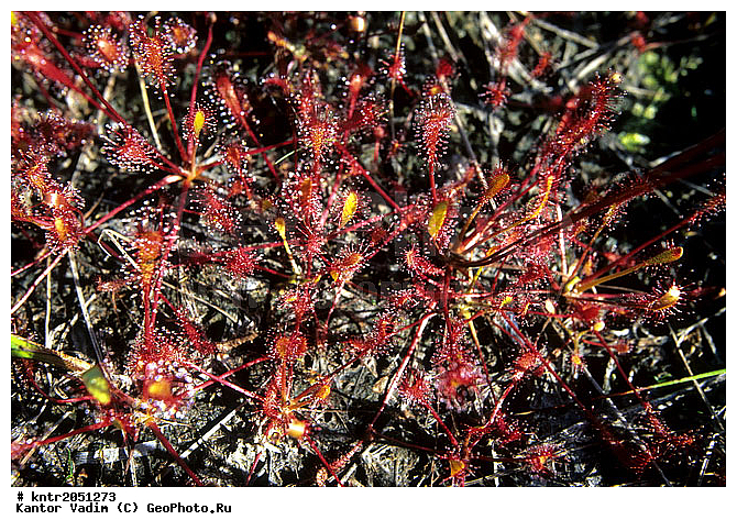 �������������, �������, �����, ������, ����, ������, �������, ��������, ��������, ����������, ������� �����