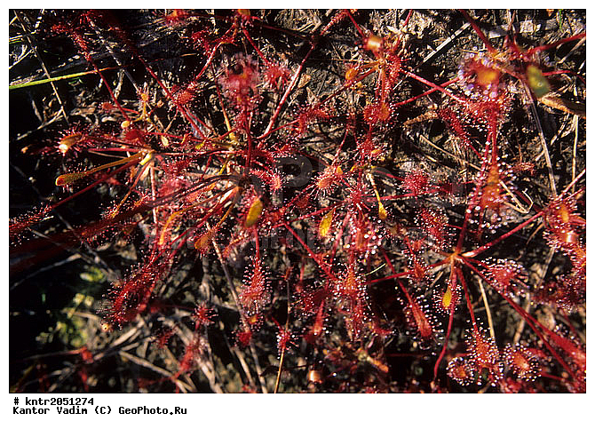 �������������, �������, �����, ������, ����, ������, �������, ��������, ��������, ����������, ������� �����