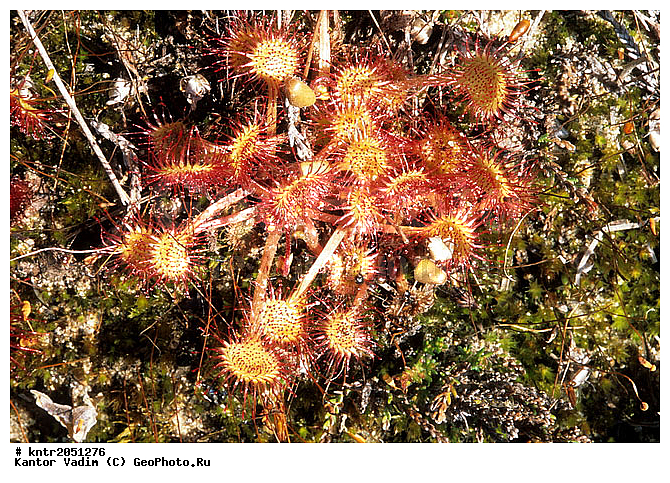 �������������, �������, �����, ������, ����, ������, �������, ��������, ��������, ����������, ������� �����, ������ ��������, �����, ���������� ��������, ������������ ��������, ������������ ��������, ������, �����, XYZ, ����������, Droseraceae, ������� �������������, �������, ��������� ����, ����� ���, Drosera rotundifolia