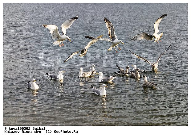 ������, ����� �� ����, ����, �����, �������, ����, ����, ������, �����, ������, �����, ��������, ��������, �����, �����, ��������, �����������, ������� �����, ������� �����, XYZ, ��������, Laridae, ����������� �����, Larus argentatus