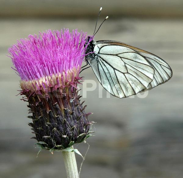 ������������� �������, ��������, ����������� ������������ ����, ���������, ������, ������� �����, �������, ����������, ���������� ����������, ����, ����, �������, ������, �������, ��������, ����, �����, ������, �����, ������, ����������, ��������, ��������, ��������������, ���������, ���������, �������, �������, XYZ, �������, Pieridae, ����������, Aporia crataegi, ��������������