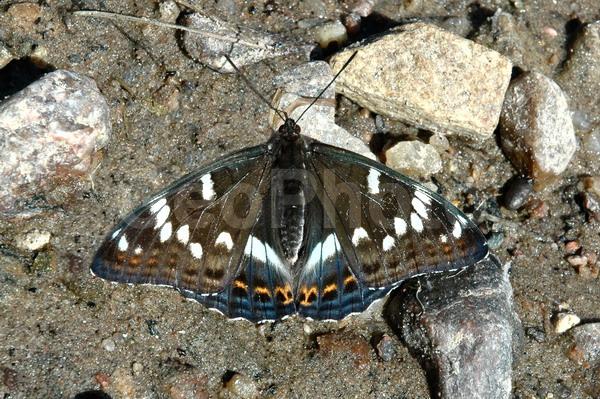 ������������� �������, ��������, ����������� ������������ ����, ���������, ������, ������� �����, �������, �����, ���������� ����������, ����, ����, �������, �����, �����, �����, �����, ������, ��������, ��������, ��������������, ���������, ���������, �������, �������, XYZ, ���������, Nymphalidae, �������� ���������, ��������� ���������, Limenitis populi, ����������� �������, ������������� �������, ��������������