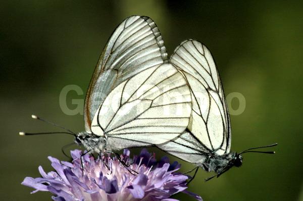 ������������� �������, ��������, ����������� ������������ ����, ���������, ������, ������� �����, �������, �������, ����������, ���, ���������� ����������, ����, ����, ���, �������, ������, ����, �����, ����������, �����������, �����, ������, ��������, ��������, ��������������, ���������, ���������, �������, �������, XYZ, �������, Pieridae, ����������, Aporia crataegi, ��������������