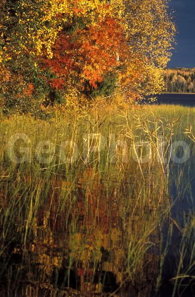 ������������� ���, ��������, �������, �����, �����, ��������, �����