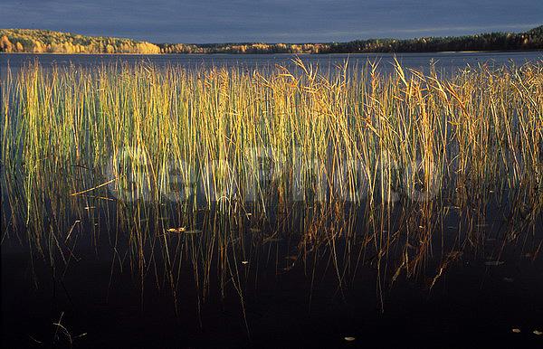 ������������� ���, ��������, �������, �����, �����, ��������, �����