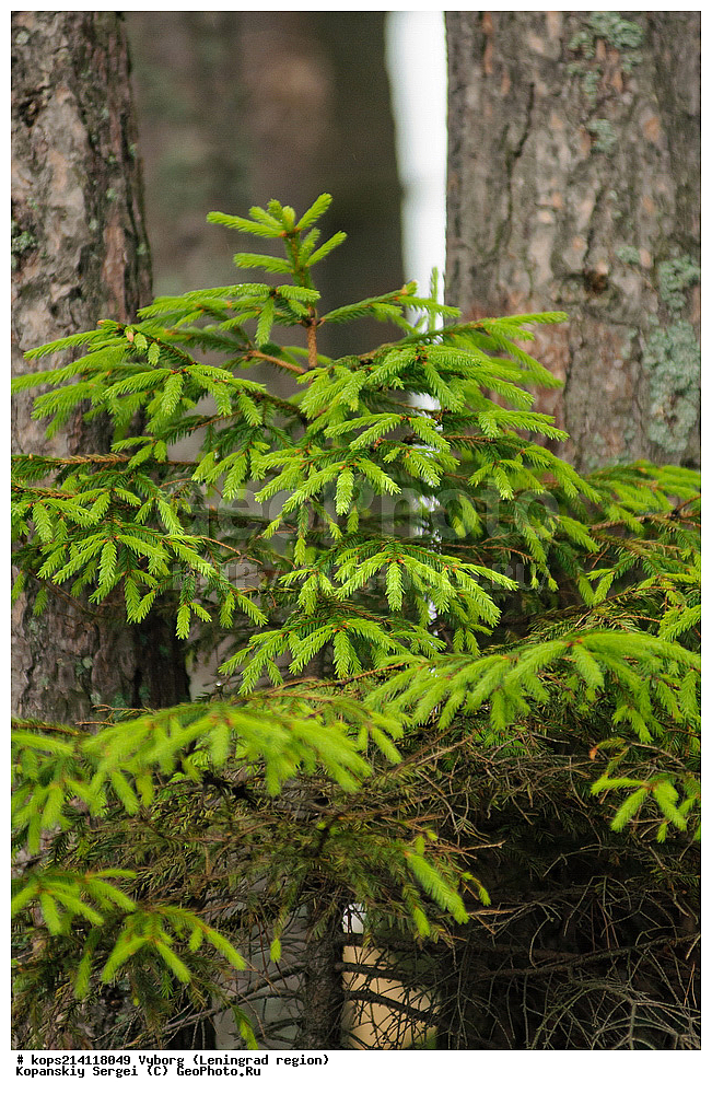 ������, �����, �������������, �������