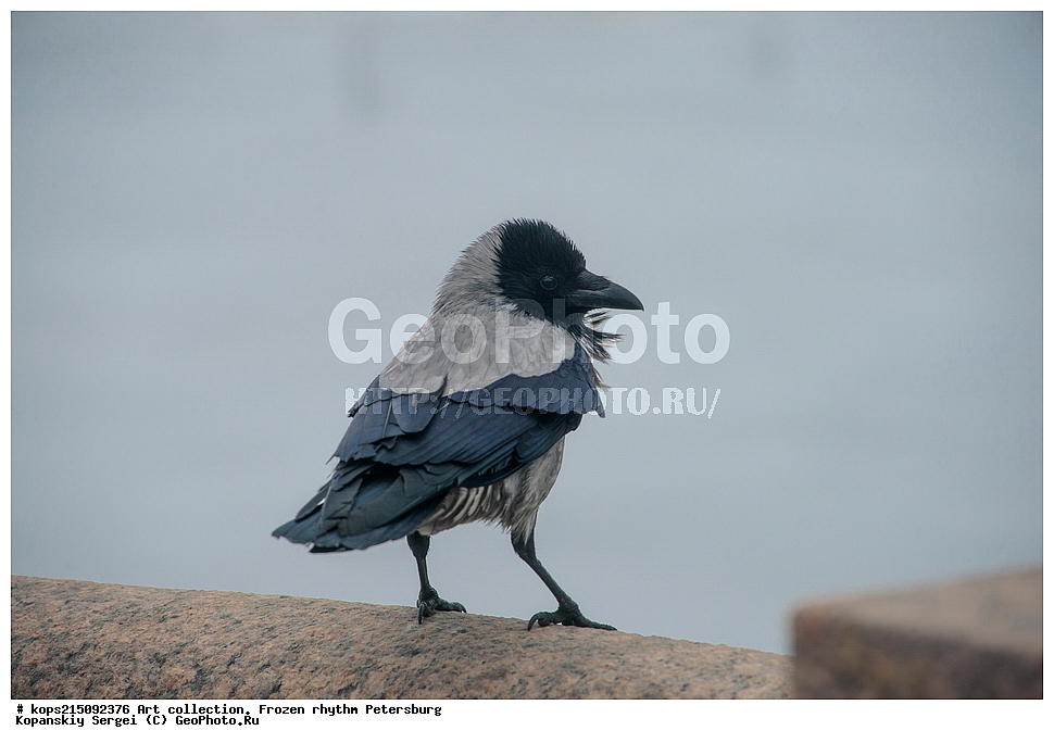 ���-���������, �������, ��������� �������, ���������, �����-���������, ������