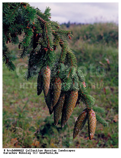 ��������, ������, ������� ������