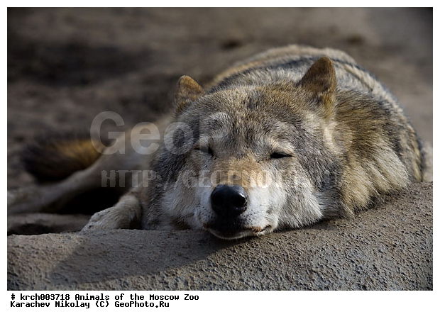 �������� ����������� ��������, ���������� �������, ��������, �������, ��������, ��������, �������������, �������������, �����, �����, �������, ������, XYZ, ������, �������, ������, Canidae, ����� ����, ����, ������������ ����, Canis lupus