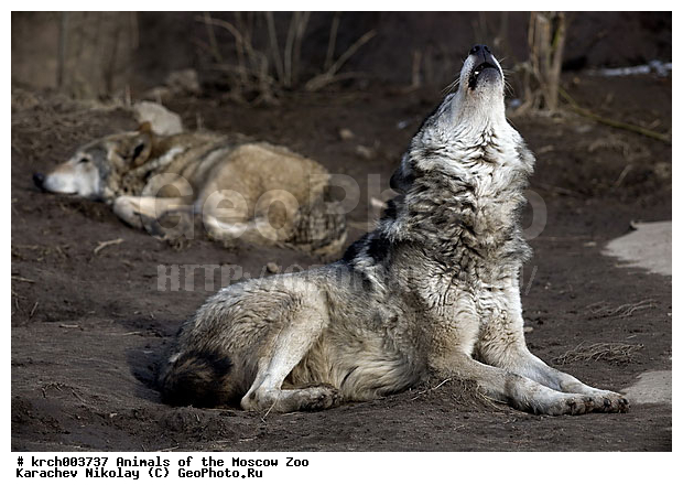 �������� ����������� ��������, ���������� �������, ��������, �������, ��������, ��������, �������������, �������������, �����, �����, �������, ������, XYZ, ������, �������, ������, Canidae, ����� ����, ����, ������������ ����, Canis lupus