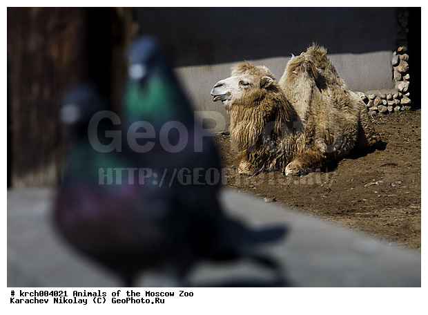 �������� ����������� ��������, ���������� �������, ��������, �������, ��������, ��������, �������������, �������������, �����, �����, XYZ, �����������, Camelidae, ��������� �������, ��������, Camelus bactrianus