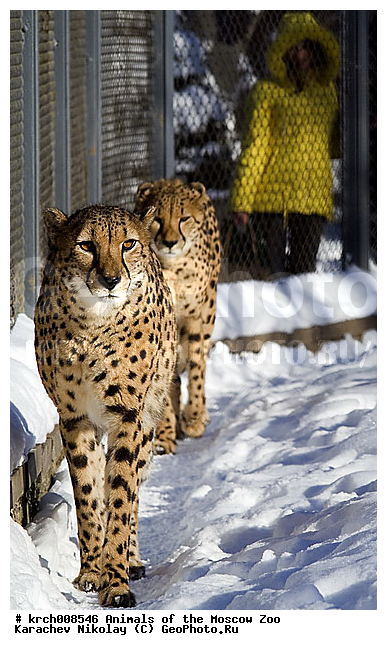 �������� ����������� ��������, ���������� �������, ��������, �������, ��������, ��������, �������������, �������������, �����, �����, �������, ������, XYZ, �������, Felidae, ������, Acinonyx jubatus