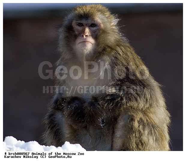 �������� ����������� ��������, ���������� �������, ��������, �������, ��������, ��������, �������������, �������������, �����, �����, �������, ������, �������������, XYZ, �����������, Cercopithecidae, �������� �����, Macaca fuscata