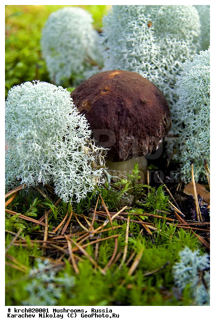 ����� ����, ����������� �������, �������, ����