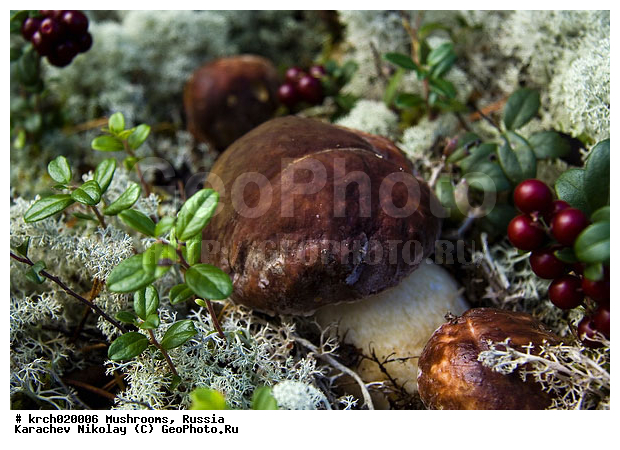 ����� ����, ����������� �������, �������, ����