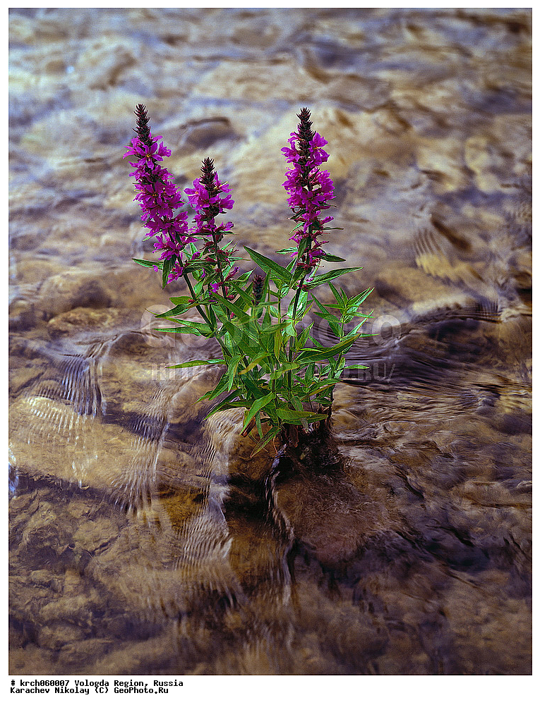 ����������� �������, �����������